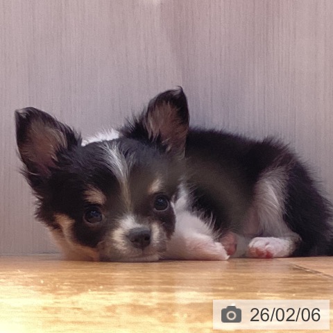 山形県のチワワ(ロング) (ペットプラス 天童店/2025年12月3日生まれ/男の子/ブラックタンホワイト)の子犬の3枚目の画像