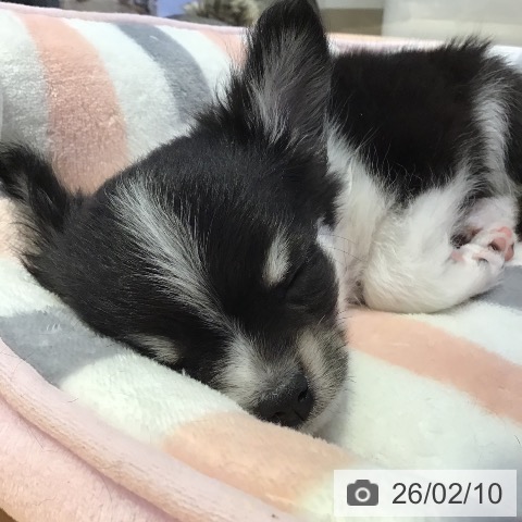 山形県のチワワ(ロング) (ペットプラス 天童店/2025年12月3日生まれ/男の子/ブラックタンホワイト)の子犬の3枚目の画像