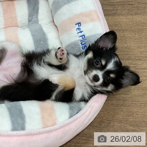 埼玉県のチワワ(ロング) (ペッツワン 吉川美南店/2025年12月3日生まれ/女の子/ブラックタンホワイト)の子犬の4枚目の画像
