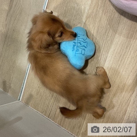 福岡県のミニチュアダックスフンド(ロング) (ペットプラス 小倉南店/2025年12月1日生まれ/男の子/レッド)の子犬の4枚目の画像