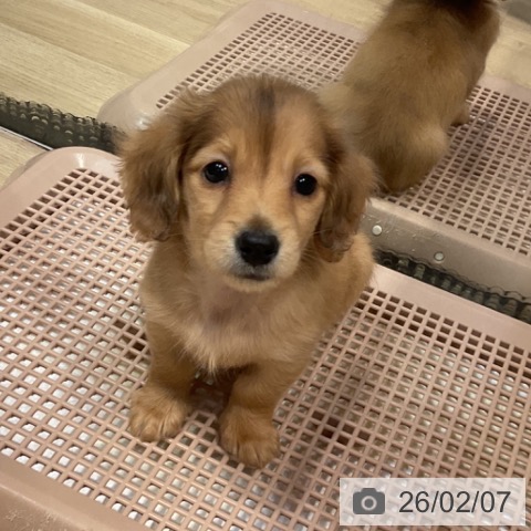 福岡県のミニチュアダックスフンド(ロング) (ペットプラス 小倉南店/2025年12月1日生まれ/男の子/レッド)の子犬の3枚目の画像