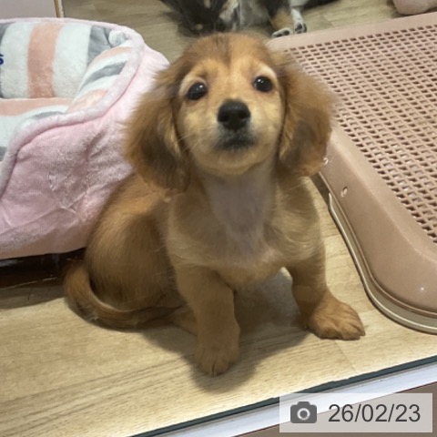 福岡県のミニチュアダックスフンド(ロング) (ペットプラス 香椎浜店/2025年12月1日生まれ/男の子/レッド)の子犬の3枚目の画像