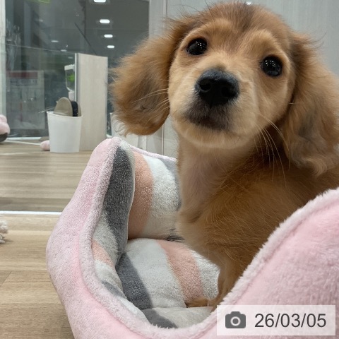 福岡県のミニチュアダックスフンド(ロング) (ペットプラス 香椎浜店/2025年12月1日生まれ/男の子/レッド)の子犬の3枚目の画像