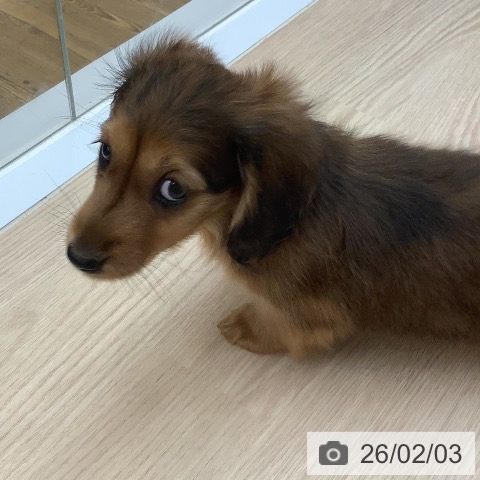 ミニチュア・ダックスフンドの写真