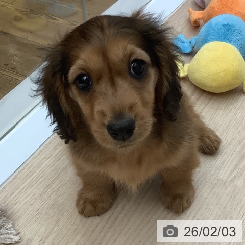 ミニチュア・ダックスフンドの写真