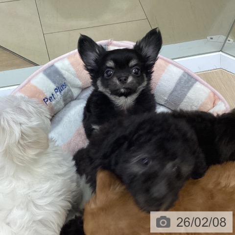 沖縄県のチワワ(ロング) (ペットプラス 沖縄ライカム店/2025年12月4日生まれ/女の子/ブラックタンホワイト)の子犬の4枚目の画像
