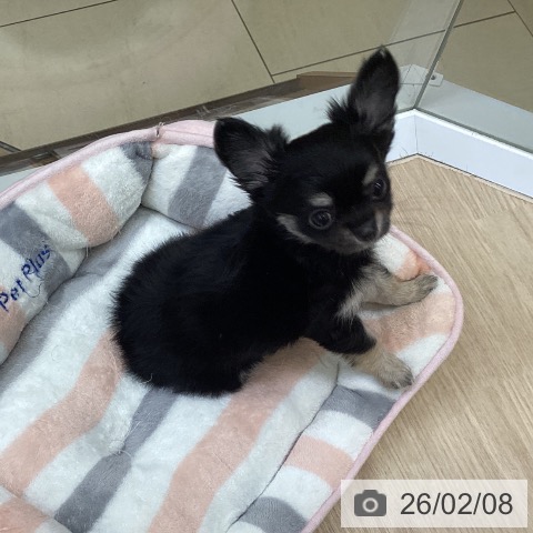 沖縄県のチワワ(ロング) (ペットプラス 沖縄ライカム店/2025年12月4日生まれ/女の子/ブラックタンホワイト)の子犬の3枚目の画像