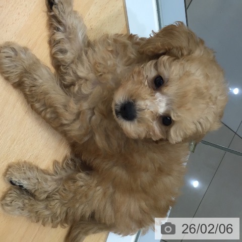 熊本県のトイプードル(トイ) (ペットプラス 熊本店/2025年12月4日生まれ/男の子/アプリコット)の子犬の4枚目の画像