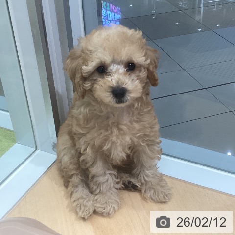 熊本県のトイプードル(トイ) (ペットプラス 熊本店/2025年12月4日生まれ/男の子/アプリコット)の子犬の3枚目の画像