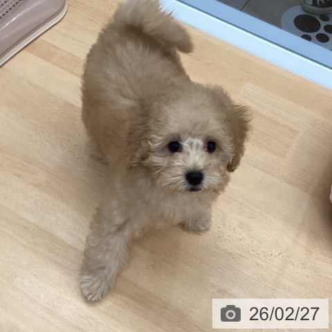 熊本県のトイプードル(トイ) (ペットプラス 熊本店/2025年12月4日生まれ/男の子/アプリコット)の子犬の3枚目の画像