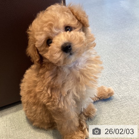 トイ・プードルの写真