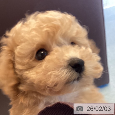 トイ・プードルの写真