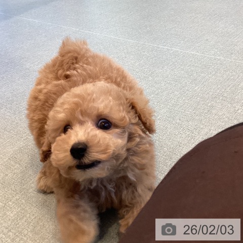 トイ・プードルの写真