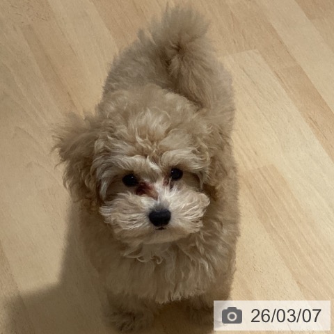 トイ・プードルの写真