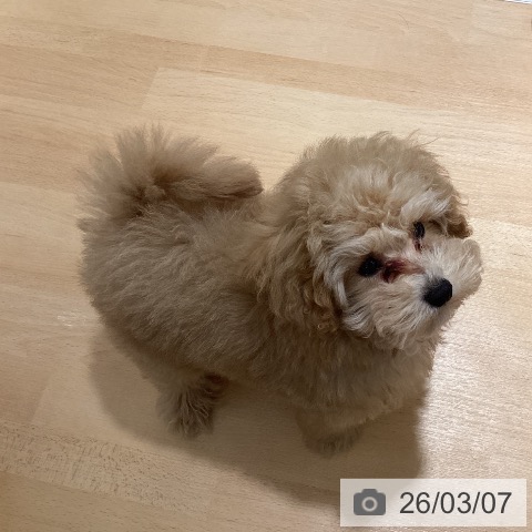 トイ・プードルの写真