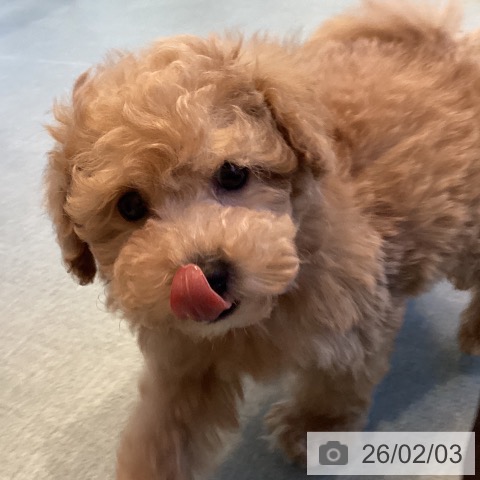 トイ・プードルの写真