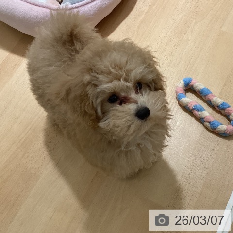 トイ・プードルの写真