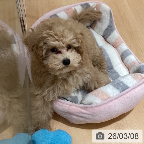 トイ・プードルの写真