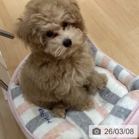 トイ・プードルの写真