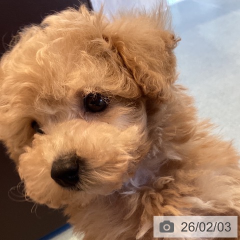 トイ・プードルの写真