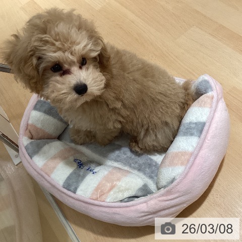 トイ・プードルの写真