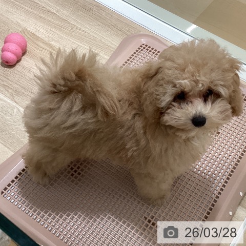 トイ・プードルの写真