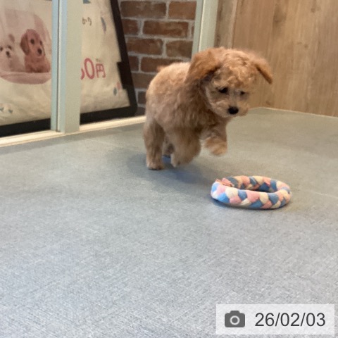 トイ・プードルの写真