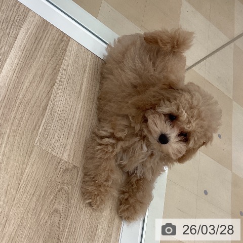 トイ・プードルの写真