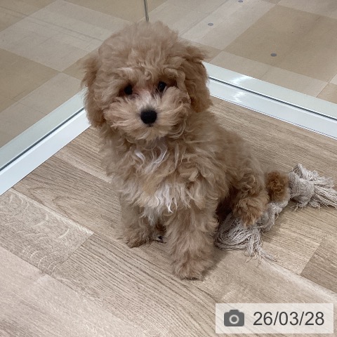 トイ・プードルの写真