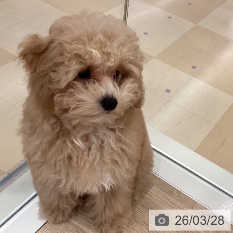 トイ・プードルの写真