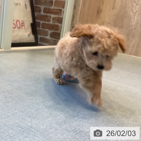 トイ・プードルの写真