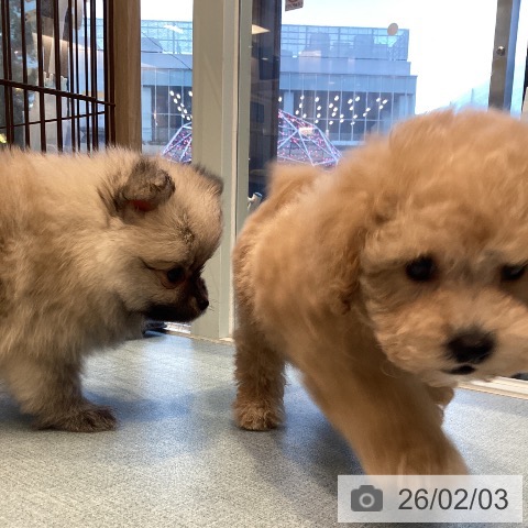 福岡県のトイプードル(トイ) (ペットプラス ららぽーと福岡店/2025年12月4日生まれ/男の子/アプリコット)の子犬の4枚目の画像