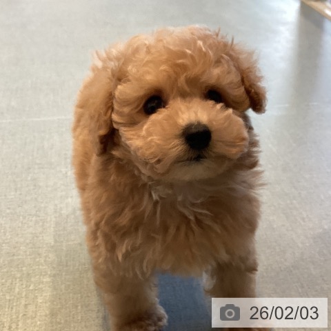 福岡県のトイプードル(トイ) (ペットプラス ららぽーと福岡店/2025年12月4日生まれ/男の子/アプリコット)の子犬の3枚目の画像