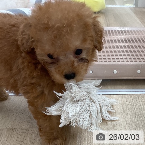 福岡県のトイプードル(トイ) (ペットプラス 八幡東店/2025年12月4日生まれ/男の子/アプリコット)の子犬の4枚目の画像