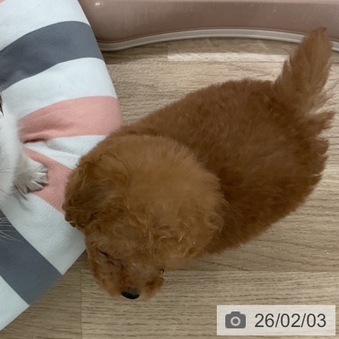 福岡県のトイプードル(トイ) (ペットプラス 八幡東店/2025年12月4日生まれ/男の子/アプリコット)の子犬の3枚目の画像