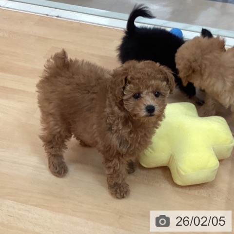 福岡県のトイプードル(トイ) (ペットプラス 福岡伊都店/2025年12月1日生まれ/女の子/レッド)の子犬の4枚目の画像