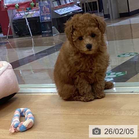 福岡県のトイプードル(トイ) (ペットプラス 福岡伊都店/2025年12月1日生まれ/女の子/レッド)の子犬の3枚目の画像
