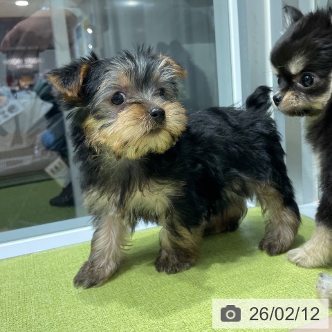 福岡県のヨークシャーテリア (ペットプラス MARK IS 福岡ももち店/2025年12月3日生まれ/男の子/スチールブルータン)の子犬の3枚目の画像