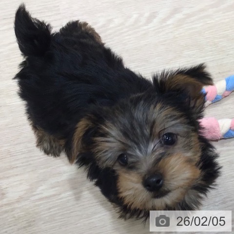 沖縄県のヨークシャーテリア (ペットプラス 沖縄ライカム店/2025年12月3日生まれ/男の子/スチールブルータン)の子犬の4枚目の画像