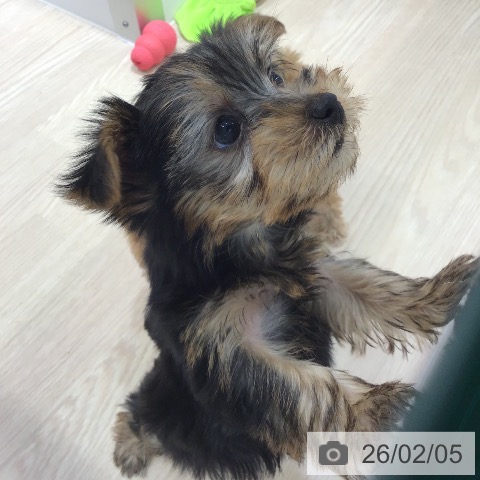 沖縄県のヨークシャーテリア (ペットプラス 沖縄ライカム店/2025年12月3日生まれ/男の子/スチールブルータン)の子犬の3枚目の画像