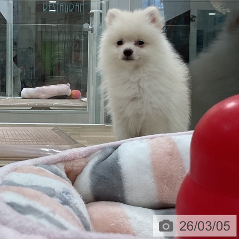 福岡県のポメラニアン (ペットプラス 香椎浜店/2025年12月3日生まれ/男の子/クリーム)の子犬の4枚目の画像