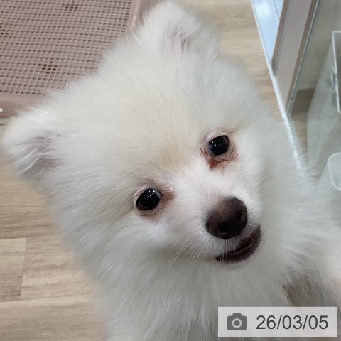 福岡県のポメラニアン (ペットプラス 香椎浜店/2025年12月3日生まれ/男の子/クリーム)の子犬の3枚目の画像