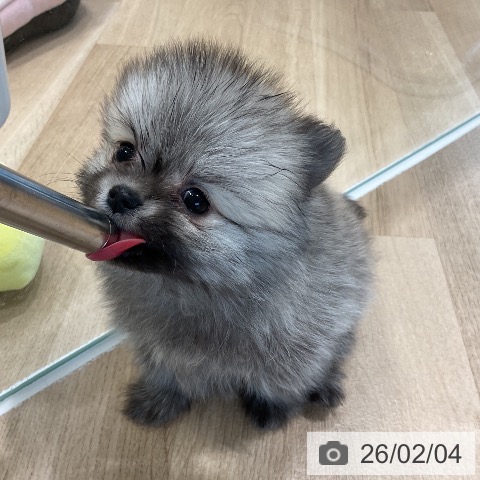 福岡県のポメラニアン (ペットプラス 香椎浜店/2025年12月3日生まれ/男の子/ウルフセーブル)の子犬の3枚目の画像