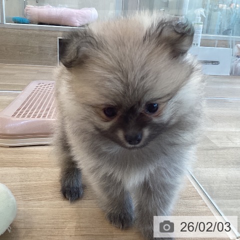 福岡県のポメラニアン (ペットプラス ららぽーと福岡店/2025年12月3日生まれ/女の子/オレンジセーブル)の子犬の4枚目の画像