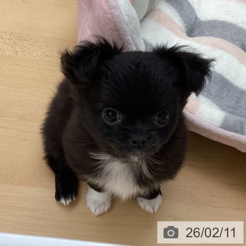 福岡県のチワワ(ロング) (ペットプラス 黒崎店/2025年12月4日生まれ/女の子/ブラックホワイト)の子犬の3枚目の画像