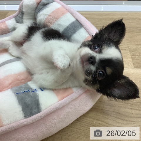 宮崎県のチワワ(ロング) (ペットプラス 宮崎店/2025年12月4日生まれ/女の子/ホワイトブラックタン)の子犬の4枚目の画像
