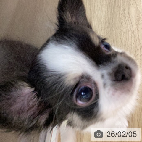 宮崎県のチワワ(ロング) (ペットプラス 宮崎店/2025年12月4日生まれ/女の子/ホワイトブラックタン)の子犬の3枚目の画像