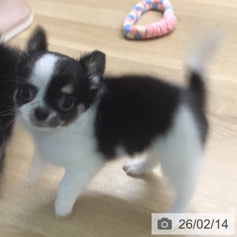 宮崎県のチワワ(ロング) (ペットプラス 宮崎店/2025年12月4日生まれ/女の子/ホワイトブラックタン)の子犬の3枚目の画像