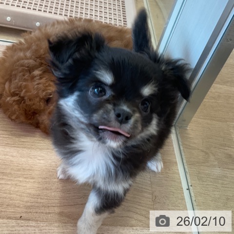 福岡県のチワワ(ロング) (ペットプラス ららぽーと福岡店/2025年12月3日生まれ/女の子/ブラックタンホワイト)の子犬の4枚目の画像