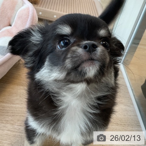 福岡県のチワワ(ロング) (ペットプラス ららぽーと福岡店/2025年12月3日生まれ/女の子/ブラックタンホワイト)の子犬の4枚目の画像